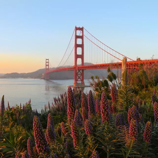 El puente Golden Gate aparece retratado con grandes flores en primer plano.